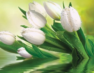 Ф Белые тюльпаны  Фотоообои на флизе DELICE DEKOR (300*270) холст (фото)