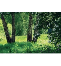 Березовая поляна фотообои Тула глянц.9л(300*201) (фото)